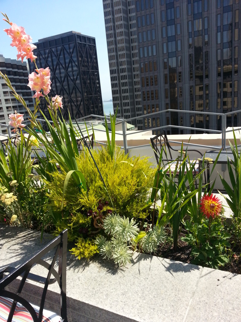 Roof Garden 456 Sansome