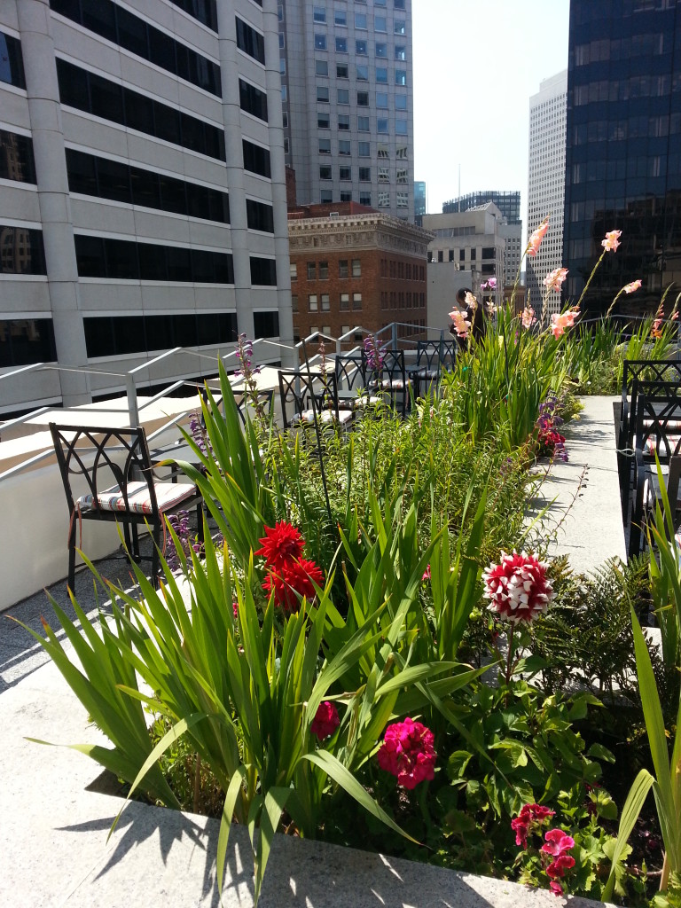 Roof Garden